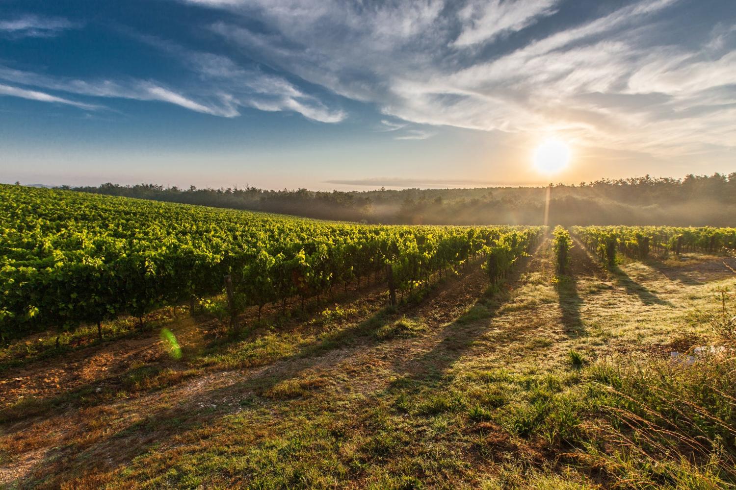 vigna cerveteri campagna